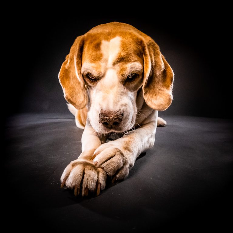 Hunde Fotoshootings Hundefotograf Recklinghausen & Marl