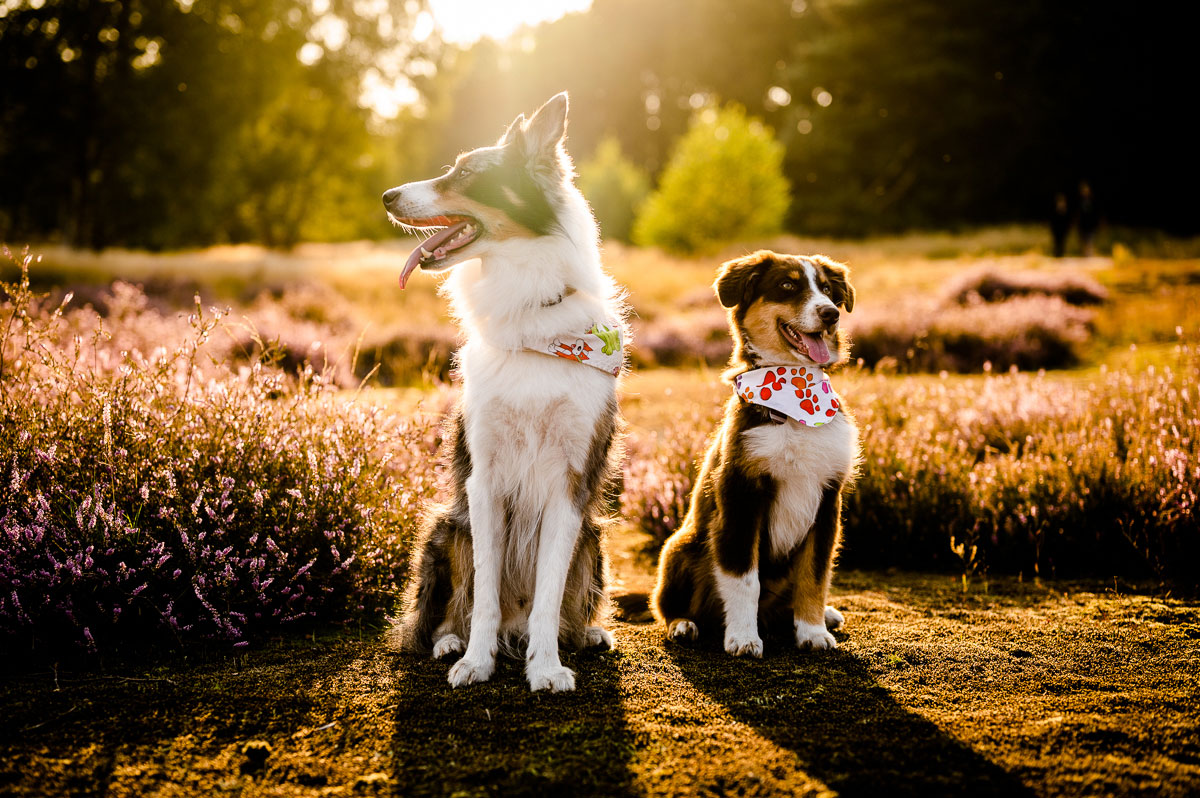 Tolle Hundefotos bei Sonnenuntergang in der Heide im Kreis Recklinghausen
